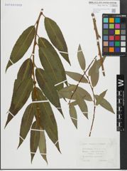Foto von Salix fragilis L. x Salix triandra L.